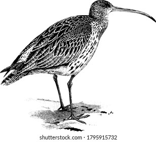 The curlew is the largest European wading bird in the large family Scolopacidae. It has long, slender, down curved bills and mottled brown plumage., vintage line drawing or engraving illustration. 