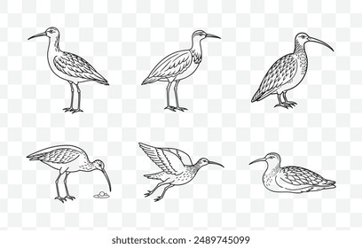 Curlew Line Art Vector Set Detailed Illustrations of Graceful Shorebirds in Various Poses