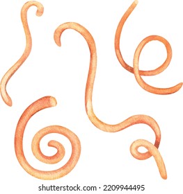 Curls of dry vine set. Watercolor illustration.