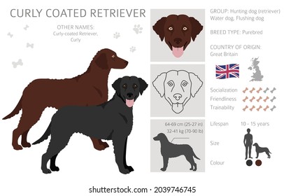 Curly coated retriever clipart. Different poses, coat colors set.  Vector illustration