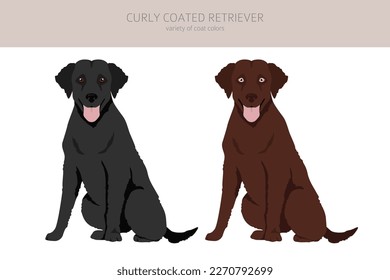 Curly coated retriever clipart. Different poses, coat colors set.  Vector illustration