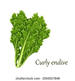 Curly Endive chicory salad, leaf vegetable vector illustration.