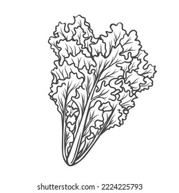 Ilustración del vector de icono de contorno curvado. Esbozo de línea dibujado a mano de vegetales orgánicos de hojas frescas, planta eólica sana para menú de restaurante vegetariano e ingrediente alimentario para una dieta saludable