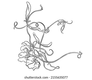 Curly flowering pea vector botanical illustration with black outline isolated on white background.