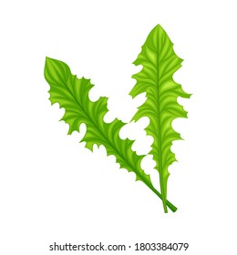Curly Frisee Leaf Vegetable or Salad Greens as Plant with Edible Leaves Vector Illustration