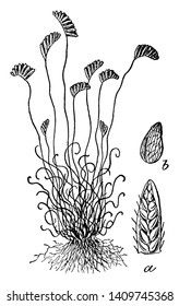 Curly grass fern is in the fern group and it is plentiful in southern Newfoundland, vintage line drawing or engraving illustration.