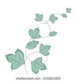 Curly green  ivy on a white background. Vector illustration of liana