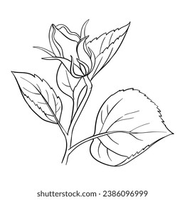 Curly hibiscus big small bud line art. For wedding invitations design and decor, greeting cards and name day and thank you cards