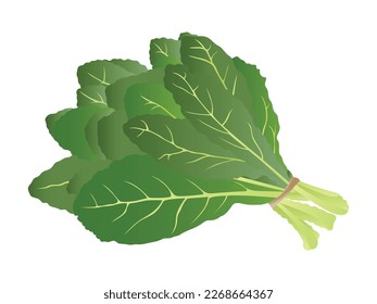 Curly kale, verdura verde oscuro. Ilustración vectorial de col de hoja. Icono de verdura de Kale. Ilustración vectorial de dibujos animados aislada en fondo blanco.