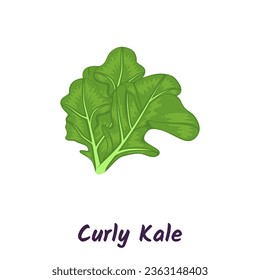 Curly kale, dark green leafy vegetable. Leaf cabbage vector illustration.