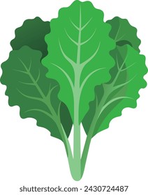 Rizado de col rizada, verde oscuro vegetal de hoja. Ilustración vectorial de col de hoja.