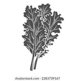 Curly kale glyph icon vector illustration. Stamp of cabbage with leaves and leafy vegetable for cooking, summer and spring garden greens and raw fresh kale for healthy food diet with vitamins