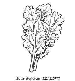 Ilustración del vector del icono de contorno de kale curly. Esbozo de línea dibujado a mano de col de hoja con hojas comestibles, vegetales orgánicos de hoja fresca y kale, ingrediente alimentario vitamínico para cocinar plato natural