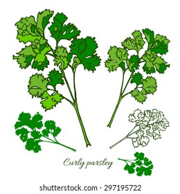 Curly parsley (branch with leaf).
Hand drawn sketch isolated on white background.
Vector illustration.