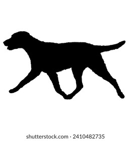 Curly Сoated Retriever Dog on the move. Dog in different poses. jumps runs. The dog is sitting. The dog is lying down playing