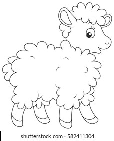 curly sheep