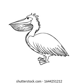 A curly white pelican, a large bird with small details. isolated illustration, side view, wildlife. Bird in a standing position, with paws. Hand drawing coloring book for children and adults.