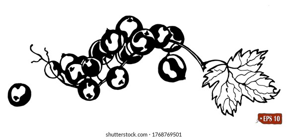 Johannisbeeren. Handgezeichnete Vektorgrafiken von Johannisbeeren mit einem Haufen Beeren und Blättern auf weißem Hintergrund.