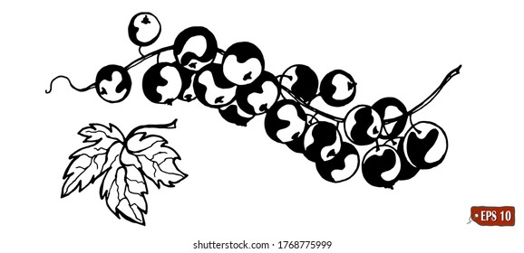 Currant berries. Hand drawn vector illustrations of sprigs of currant with bunch of berries and leaves on white background.