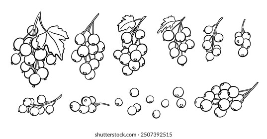 Currant Berry Branches Outline Set. Vector hand drawn fruits icons collection