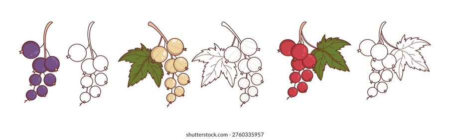 Currant Berry Branches Set. Isolated Black, Red and White Currants in Color and Line Art. Coloring Page. Vector Illustration 