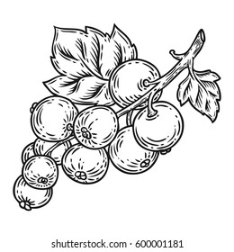 Currant berry, fruit, leaf, plant. Superfood organic berry. Engraved hand drawn illustration in retro vector vintage style. Black currant isolated on white background.
