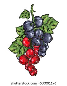 Currant berry, fruit, leaf, plant. Superfood organic berry. Engraved hand drawn illustration in retro vector vintage style. Black red currant isolated on white background.