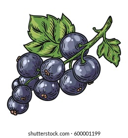 Currant berry, fruit, leaf, plant. Superfood organic berry. Engraved hand drawn illustration in retro vector vintage style. Black currant isolated on white background.