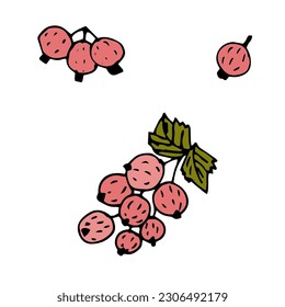 a currant berry sketch in a hand drawn style