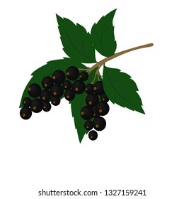 currant black vector illustration
