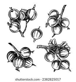 Currant. Black and white vector graphics. Isolated on a white background. For designer packaging, banners and menus, postcards, textiles and posters.