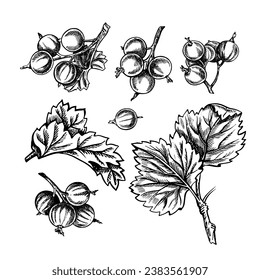 Currant. Black and white vector graphics. Isolated on a white background. For designer packaging, banners and menus, postcards, textiles and posters.