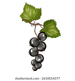 Currant branch hand drawing, Isolate on white background.