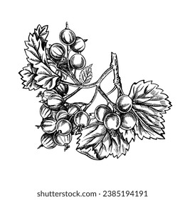 Rama actual, ilustración vectorial gráfica en blanco y negro dibujada a mano. Aislado sobre un fondo blanco. Elemento de diseño para embalaje, productos impresos. Para banners y menús, textiles y carteles.