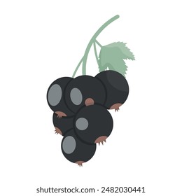 Currant branch, isolate on white, muted colors, flat style