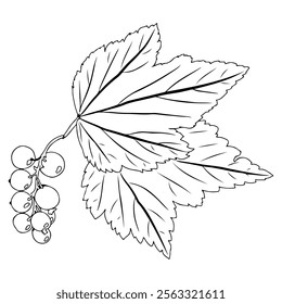 Currant branch with leaf and berries in doodle style. Vector illustration isolated on white background.