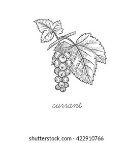 Currant branch. Vector plant berries isolated on white background. Design for package of health and beauty natural products. Style Vintage engraving. Black ink drawing.