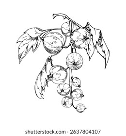 Currant gooseberry cluster bunch on stem with leaves, ripe garden berry casseille juneberry jostaberry, vector ink hand drawn. Isolated botanical illustration. Home preserves cookbook, grocery store
