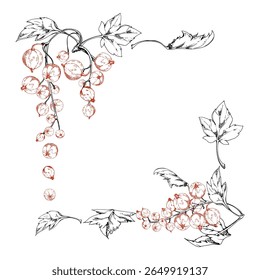 Currant gooseberry cluster bunch raceme with leaves, berry casseille jostaberry juneberry, vector ink hand drawn. Isolated square corner frame. Craft eco cosmetics, dessert menu, jam jar labels cards
