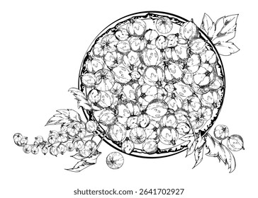 Currant gooseberry clusters, leaves on ceramic dish, hand drawn in vector ink, ripe picked garden berry harvest, casseille jostaberry. Isolated illustration. Organic food branding, fresh grocery store