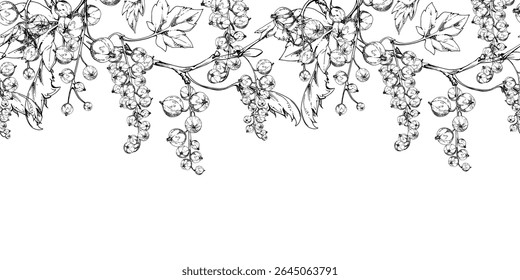 Currant gooseberry clusters with leaves on branch, ripe berry casseille jostaberry juneberry, hand drawn in vector ink. Isolated seamless banner border. Dessert menu, eco farmers market, gardening