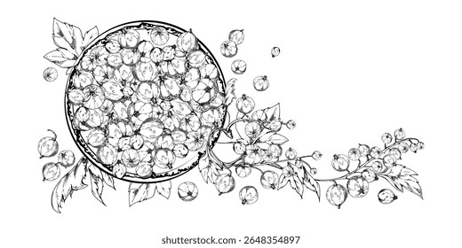 Grosella grosella racimos de hojas en plato de cerámica, jardín maduro recogido cosecha de bayas dispersas, casseille jostaberry. Ilustración aislada dibujada a mano en tinta de Vector. Arte del libro de cocina, embalaje de la artesanía de alimentos