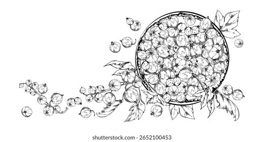 Folhas de cachos de groselha espinhosa em prato de cerâmica, mão desenhada em tinta vetorial, colheita de frutos maduros de bagas de jardim colhidas, caseille jostaberry. Ilustração isolada. Arte do livro de receitas, embalagem de alimentos, produto fresco