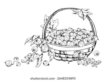 Currant gooseberry clusters, leaves in weaved basket, hand drawn in vector ink, ripe picked berry harvest, casseille jostaberry. Isolated illustration. Wellness blogs, fresh raw food healthy eating