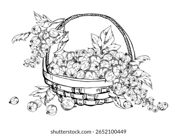 Groselhas de groselha espinhosa, folhas em cesta tecelada, mão desenhada em tinta vetorial, colheita madura de bagas de jardim colhidas, jostaberry de cascalha. Ilustração isolada. Cosméticos, marca de estilo de vida holístico