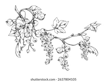 Currant gooseberry garden berry hanging on branches in group clusters with green leaves, hand drawn in vector ink. Isolated illustration for craft eco cosmetics, aroma candles, organic food jam labels