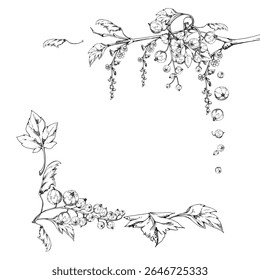 Currant gooseberry green leaves, long flower clusters, garden berry hanging on branches. Isolated square corner frame hand drawn in vector ink. Craft eco cosmetics, aroma candles, jam jar food labels
