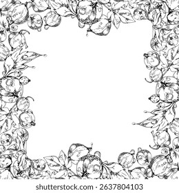 Currant gooseberry, leaves in water dew drops hand drawn in vector ink, scattered garden casseille berry. Isolated square border frame. Home preserves, textile, fresh food store, vegan recipe cards