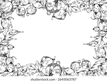 Currant gooseberry, leaves in water dew drops hand drawn in vector ink, scattered ripe garden casseille berry. Isolated border frame. Home preserves, textile, food store decor, vegan recipe cards