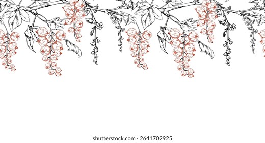Currant gooseberry with long flower clusters on branch, leaves. Hand drawn in vector ink, ripe garden berry juneberry casseille jostaberry. Isolated seamless banner border. Cafe menu, farmers market